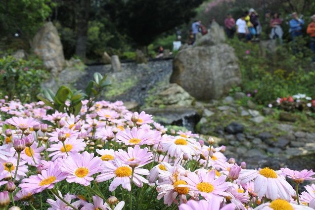 陽明山花季擁有多品種櫻花，歡迎大家周末一同來賞花。   圖：台北市觀旅局提供