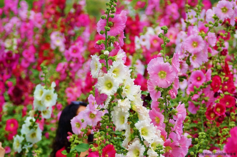 學甲蜀葵花紅白花海，艷麗動人。   圖：Flickr提供xm3vm060開放授權