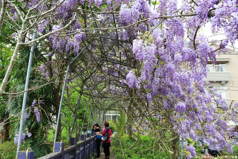 嘉義縣梅山鄉瑞里村為阿里山北道的重要旅遊景點，讓紫藤花浪漫與唯美的氛圍更是全台灣唯一的獨特美景。   圖：Flickr提供girl Taiwan開放授權