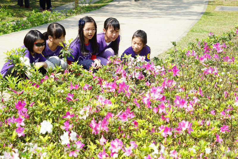 大安森林公園杜鵑花已綻放，吸引不少遊客欣賞。   圖：台北市政府/提供