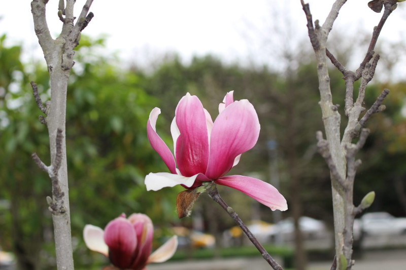 3月是辛夷花短暫盛開的花季，在美術公園及青年公園可以搜尋它的蹤影，大約花朵手掌般大、白色又帶了紫色漸層的美麗花朵，帶著一股嬌豔含苞待放之美。   圖：台北市工務局提供