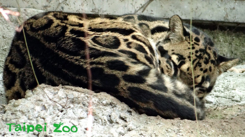 雲豹是夜行性的動物，大多喜歡在晨昏及晚間活動，所以為避免嚇到難得露面的「Suki」，大家要自動開啟「靜音模式」！   圖 ：台北市動物園提供