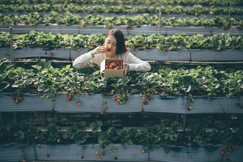 每年12月到隔年4月是草莓的產季，快來看看新頭殼為你整理全台6處正在酸甜草莓季之勝地，一起體驗春季採果的美好吧！   圖：農業易遊網官網提供