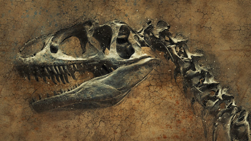 恐龍化石。   圖：翻攝自Pixabay