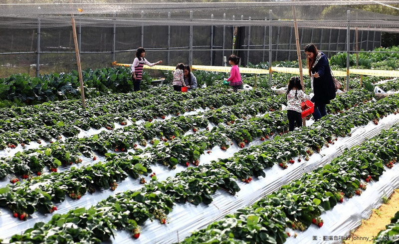 新竹竹北市區就能開心的採草莓，草莓皆採用有機無毒方式栽植的，適合親子來採草莓！   圖：翻攝自Flickr/ johnny_21開放權限