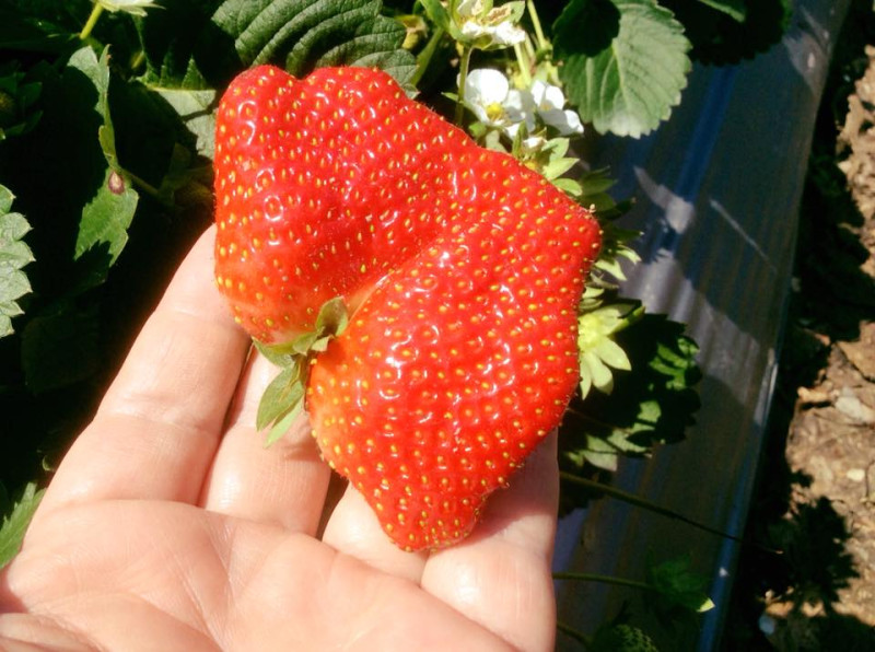 苗栗大湖有台灣草莓王國之稱，現在各地更有改良的扇形巨大草莓！   圖：大湖草莓公主粉絲團提供