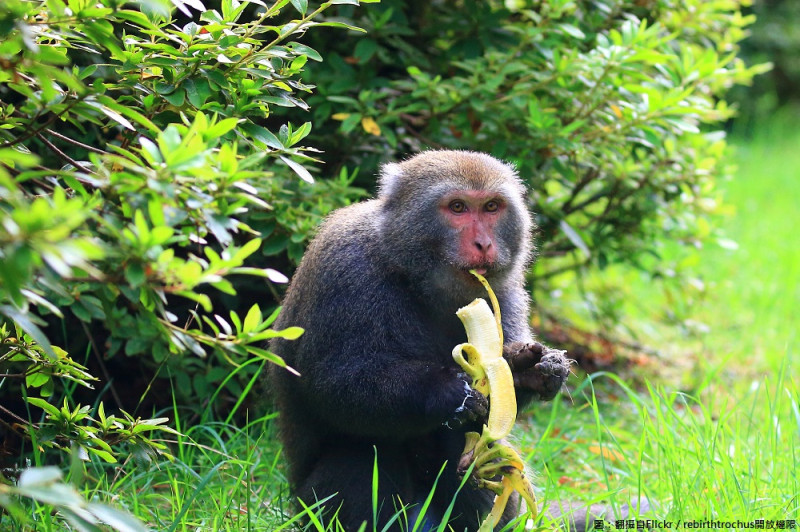 陽明山國家公園管理處表示，民眾餵食的行為不只會影響台灣獼猴的習性，也可能會引發衝突事件，若民眾不聽勸，最高可以裁罰新台幣1萬5千元。   圖：翻攝自Flickr／rebirthtrochus開放權限