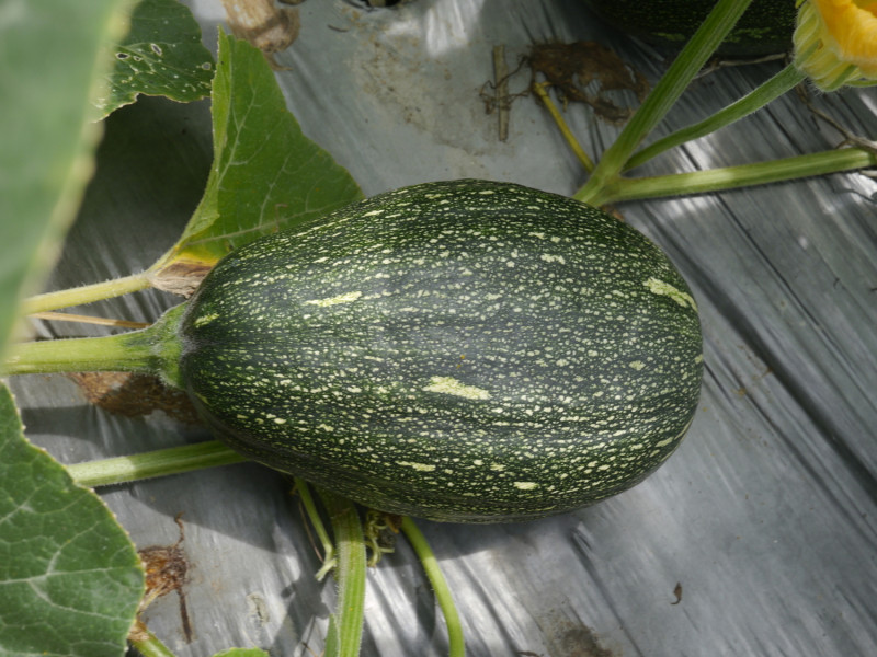 南瓜新品種「花蓮亞蔬二號－友旺」的綠熟瓜。   圖：農委會／提供