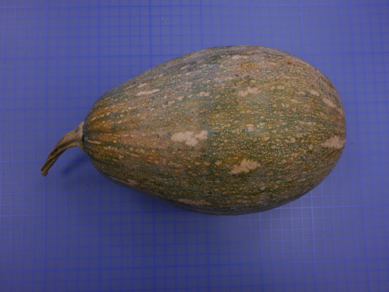 南瓜新品種「花蓮亞蔬二號－友旺」 的成熟適食果實。   圖：農委會／提供