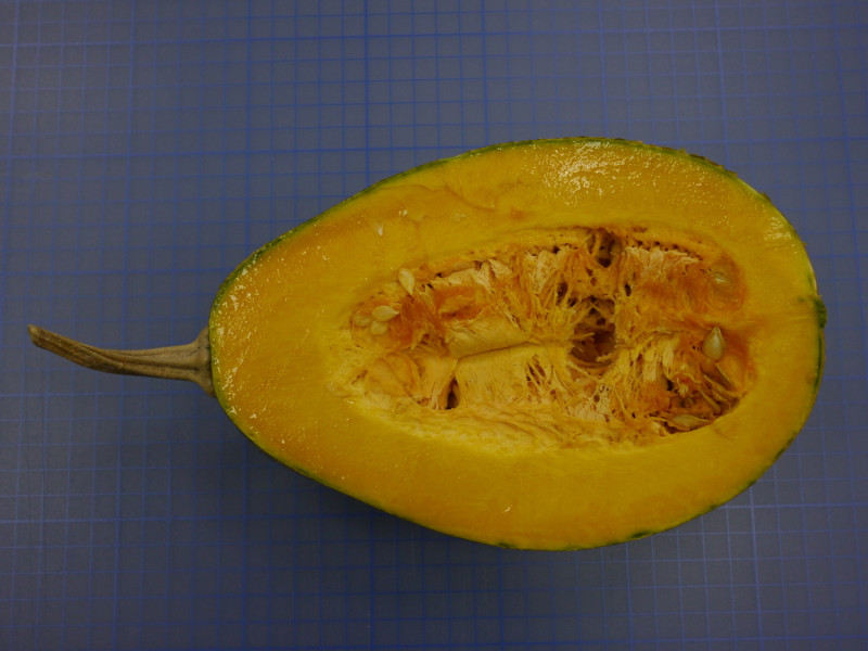 南瓜新品種「花蓮亞蔬二號－友旺」 的果實縱切面。   圖：農委會／提供