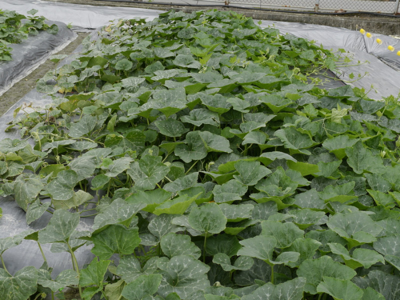 南瓜新品種「花蓮亞蔬二號－友旺」匍地栽培生長勢旺盛。   圖：農委會／提供