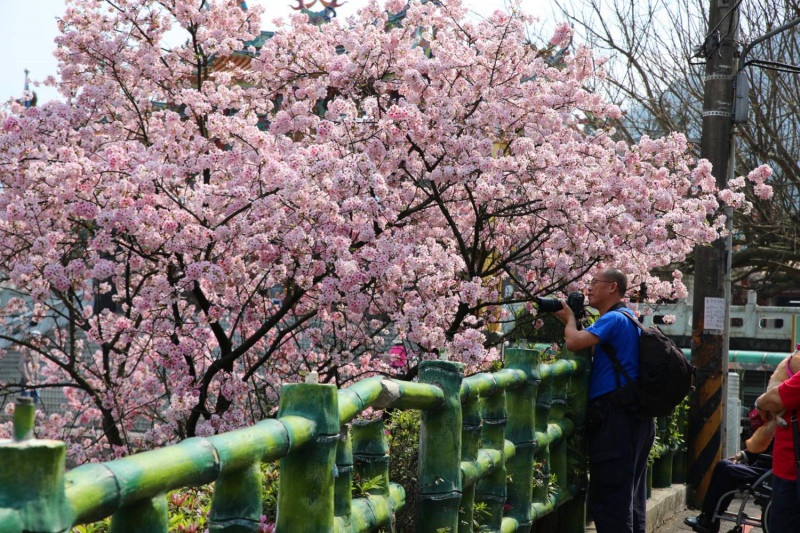 今天淡水天元宮櫻花正在盛開當中，目前已經開了6、7成，加上周邊的環境，是賞櫻拍美景的好地方。   圖：翻攝自《賞花快報》FB