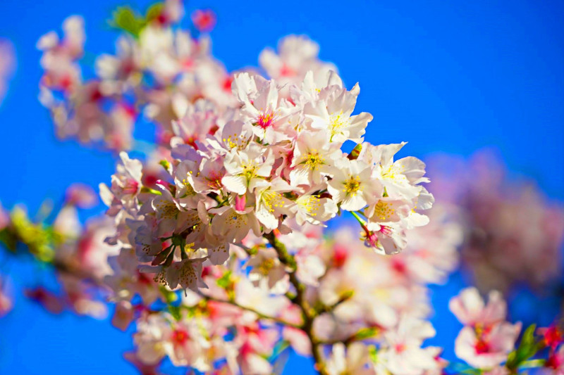 在賞花最知名的陽明山也有櫻花可賞！   圖：《台北旅遊網》FB提供