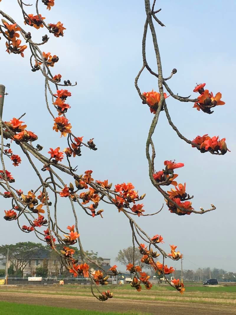 白河區公所提醒，這片美麗恬靜的風景，需要來自各地的你我共同維護，讓這美景持續下去。   圖：華府旅行社廖名玉／提供