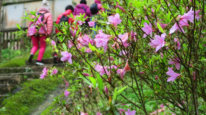 台灣特有種「烏來杜鵑」於石碇淡蘭古道及千島湖周邊道路、烏來環山路沿線穩定開花。   圖：新北市政府／提供