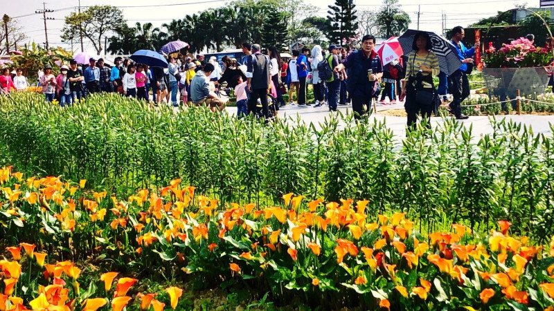 由桃園彩芋季的人潮可見愛花者真不少。   圖：桃園市政府提供