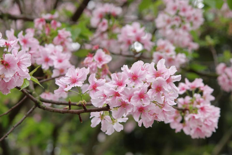 新北市三芝區至今累計有一萬六千株的櫻花樹，每年與櫻花迷們相約在三月，今年(107)三芝櫻花季於3月24在三芝區三生步道舉辦。   圖：三芝區公所FB粉絲專頁提供