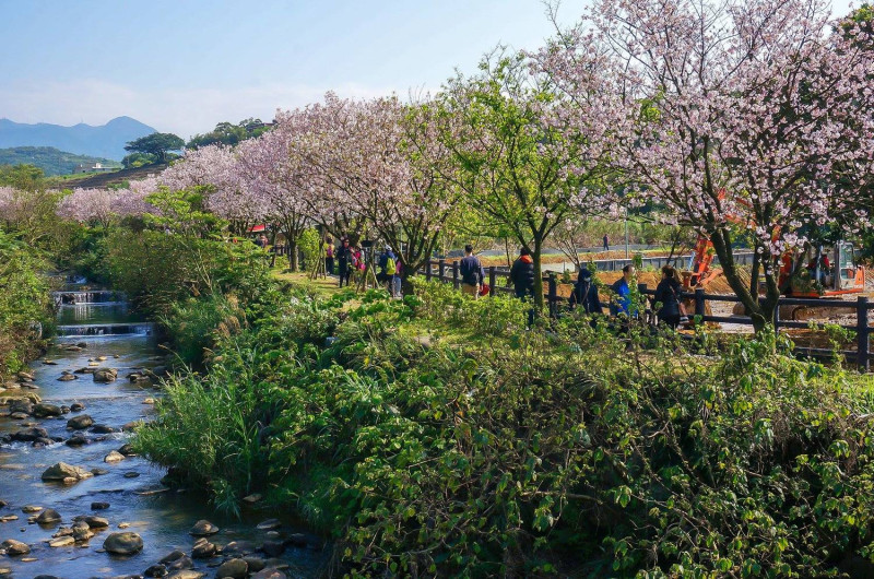 三生步道上有200多株吉野櫻，每當櫻花盛開，眼前春櫻浪漫，加上步道旁小橋流水，景色美得讓人窒息！   圖：三芝區公所FB粉絲專頁提供