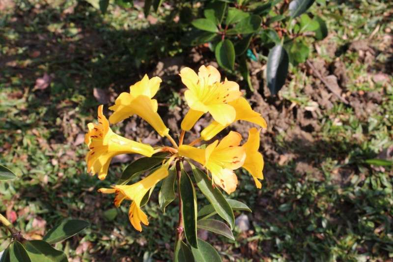 2018年度展示新品種，花形特殊的著生杜鵑(熱帶石楠)。   圖：台北市政府工務局／提供