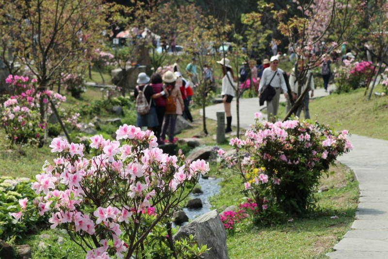 陽明公園杜鵑花與櫻花齊放吸引許多人前往觀賞。   圖：台北市政府工務局／提供