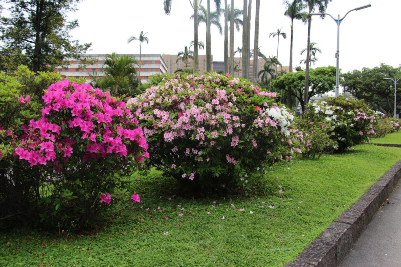 二二八和平公園也有多處杜鵑花等待大家前來觀賞。   圖：台北市政府工務局／提供