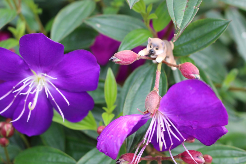 巴西野牡丹別名紫牡丹，花語為和藹可親、善感、幸福浪漫。   圖：台北市工務局／提供
