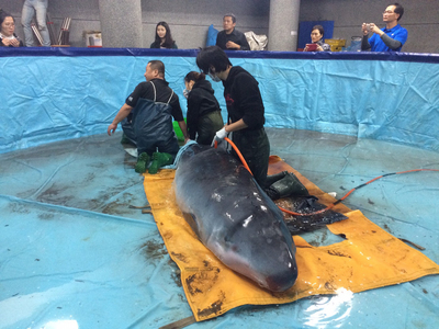 一隻侏儒抹香鯨20日被發現擱淺在新北市金山區沙灘，隨即送往關渡國小鯨豚緊急救護復健站展開搶救治療。   圖 : 關渡國小/提供