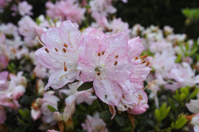 陽明公園及湖山路沿線一帶的粉白杜鵑花怒放，美麗動人。   圖 ：台北旅遊網提供