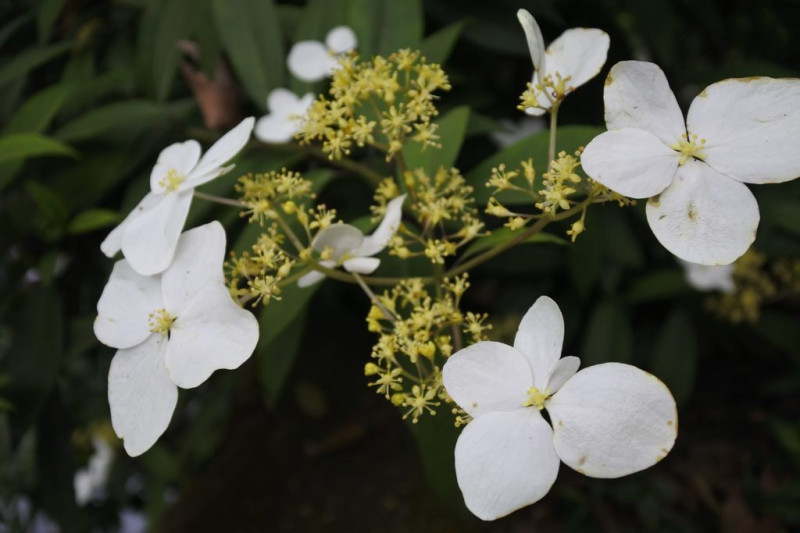 陽明公園仍有許多繽紛花卉，值得大家在追一波花季尾巴！   圖 ：台北旅遊網提供
