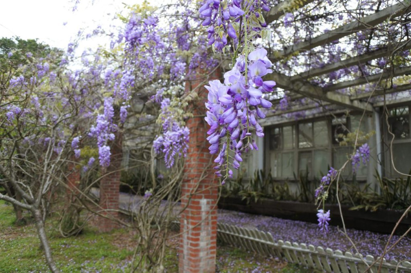 在花卉試驗中心、陽明山公車總站旁及第二停車場的杜鵑茶花園區旁都可以見到紫藤芳蹤，長長的花串隨風飄逸，散發著無限的紫色浪漫情懷。   圖 ：台北旅遊網提供