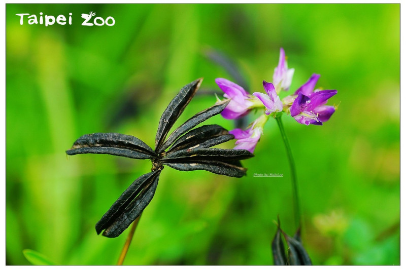 「紫雲英」花絮呈現紫紅色或粉紅色。   圖：台北動物保育網提供／李俊緯攝