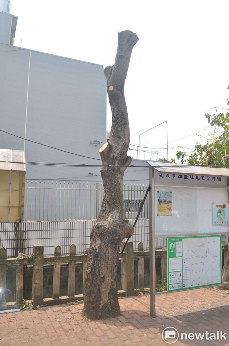芒果樹被修得光溜溜，引發議論。   圖：蔡坤龍/攝