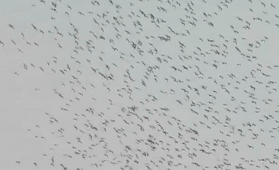 雲林麥寮台塑六輕上空，連日來出現成群候鳥遷徙過境，數量初估逾10萬隻，經觀察以黑腹燕鷗為大宗，還有少數的鳳頭燕鷗，成群飛舞天空，蔚為奇觀。   圖 : 民眾/提供