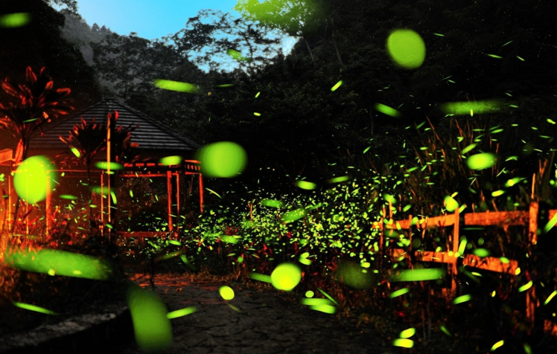 嘉義縣梅山豐富的自然環境，孕育出數量豐富的螢火蟲棲息地，每年在螢火蟲季尋訪的遊客也絡繹不絕。   圖：嘉義縣政府/提供