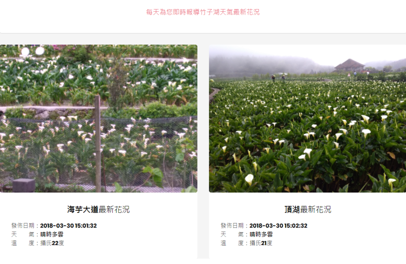 官方網頁中也能看見花況與天氣的最新訊息！   圖：翻攝自《2018竹子湖海芋季》官方網站