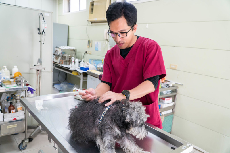 家犬貓及食肉目寵物皆應每年施打狂犬病疫苗。   圖：新北市政府/提供