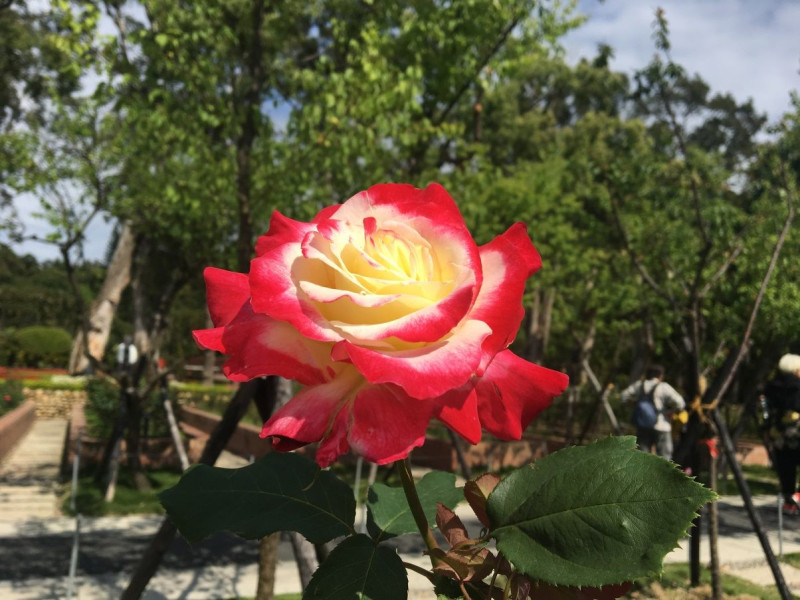 士林官邸玫瑰園各色玫瑰陸續綻放中。   圖：台北市政府／提供