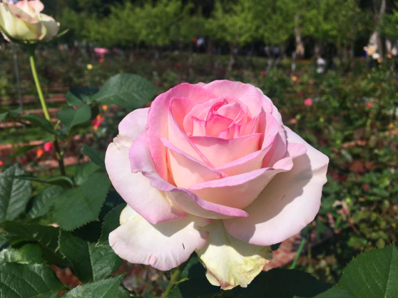 工務局公園處自今(31)日起舉辦「2018士林官邸玫瑰展」，總共125個品種超過2千株美麗動人嬌艷的玫瑰在這盛開。   圖：翻攝自《士林官邸旅客》FB