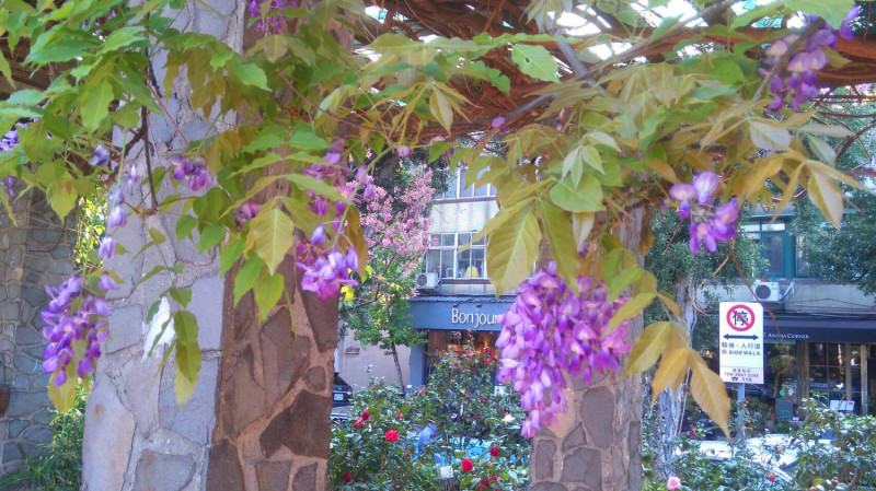 紫藤花沿著花架垂落，串串下垂的花穗如紫蝶般。   圖：台北市工務局／提供