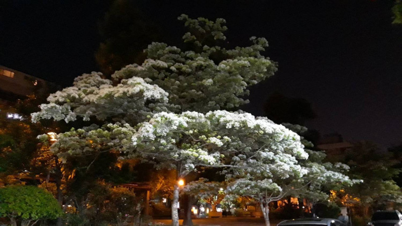 流蘇在夜間呈現不同的氣氛及景象之美。   圖：台北市工務局／提供