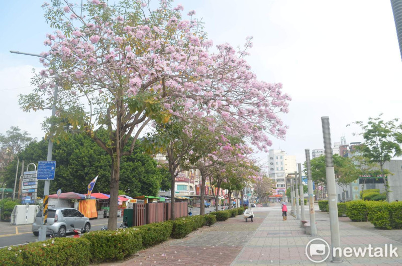 嘉義市文化公園旁的粉紅風鈴木盛開，落英繽紛，景致宜人。   圖：蔡坤龍/攝