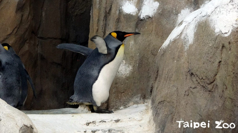 每年到了4-5月國王企鵝就會開始進入換羽期，為儲存能量，保育員表示食量可能成長到3至4倍之多，嗷嗷待哺的模樣相當逗趣！   圖 ：台北市動物園提供