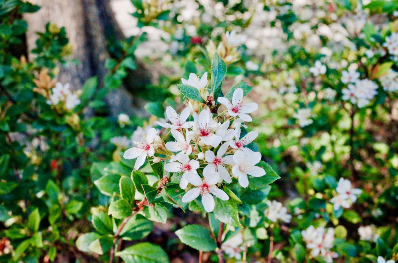 大地回春各地晴朗好天氣，在市民大道北側的華山公園帶狀沿線上、台北植物園石斑木已開始綻放嬌美的白色小花！   圖：台北市工務局提供