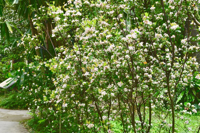 石斑木又因為它有著能察覺春天到來的特性，石斑木的花語則是敏銳之意。   圖：台北市工務局提供