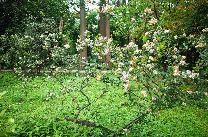 台北市植物園可以觀賞到白色略帶粉紅的石斑木風姿。   圖：台北市工務局提供