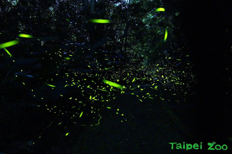 每年3到5月是台北市立動物園觀賞螢火蟲最佳的季節，位於昆蟲後方的蟲蟲探索谷可一睹螢火蟲發光美景！   圖 ：台北市動物園提供