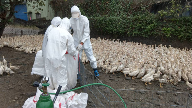 檢疫人員在現場撲殺禽流感肉鴨。   圖 : 屏東縣政府/提供