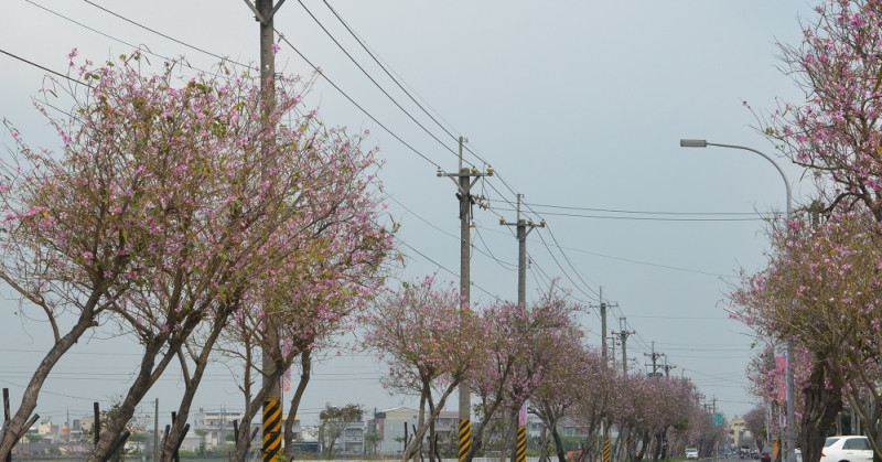 土庫鎮的羊蹄甲樹(俗稱印度櫻花)大道位於馬光國中旁，每年3至4月間盛開，粉色花朵綿延2公里，早已成為土庫鎮崙內社區的特色。   圖：雲林縣政府/提供