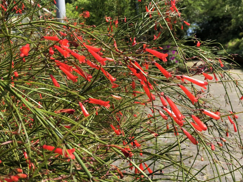 垂吊長筒狀小紅花的炮竹紅。   圖：台北市工務局／提供
