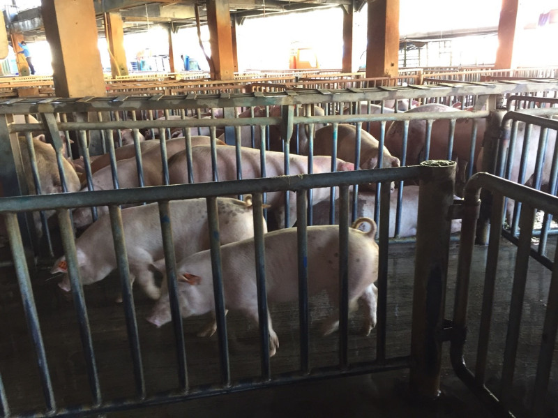 中國非洲豬瘟疫情嚴重，百萬罰款也在上禮拜正式上路。   圖：新北市動保處／提供